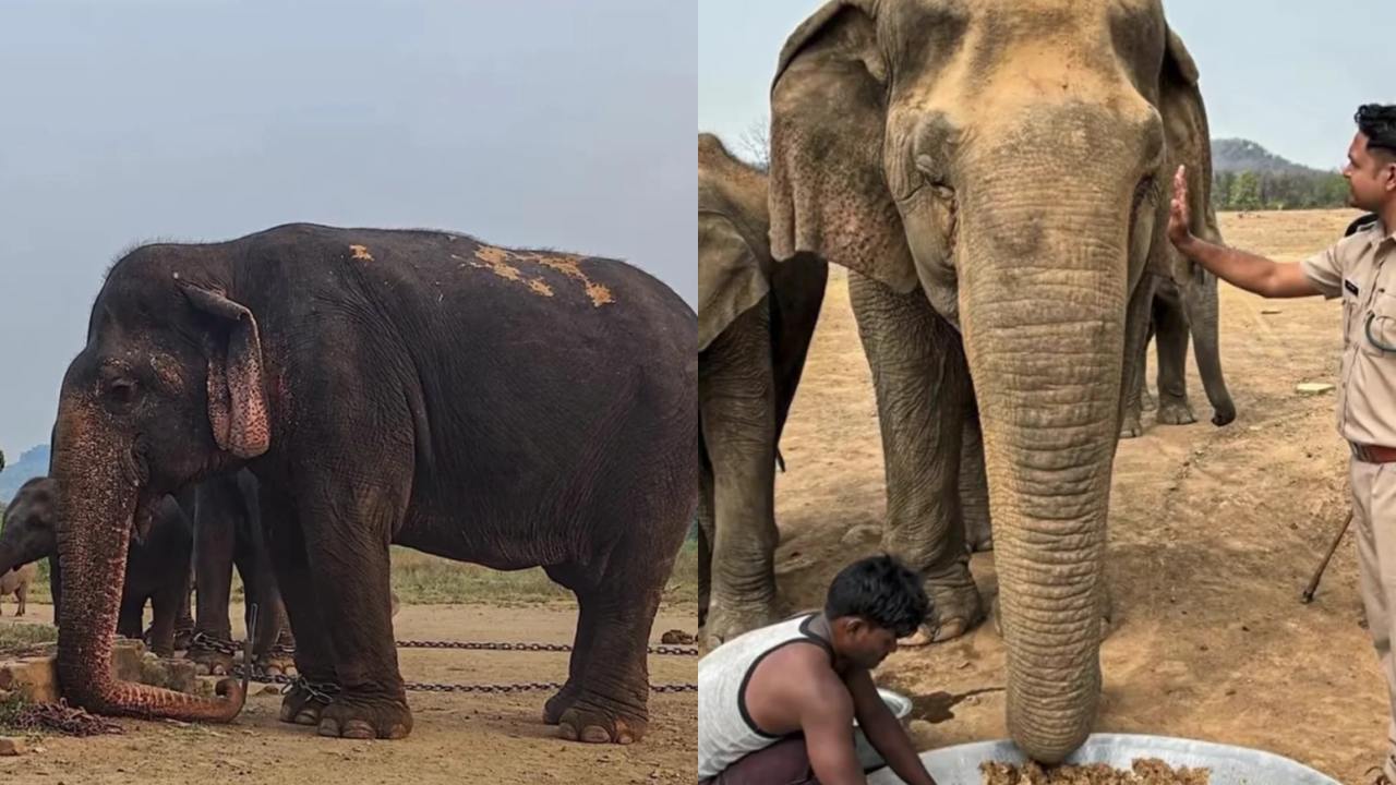 Vatsala, Asia’s Oldest Elephant, Passes Away in Panna Tiger Reserve at Over 100 Years Old